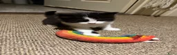 British Longhair cats for sale: One kitten left  - Advert 4