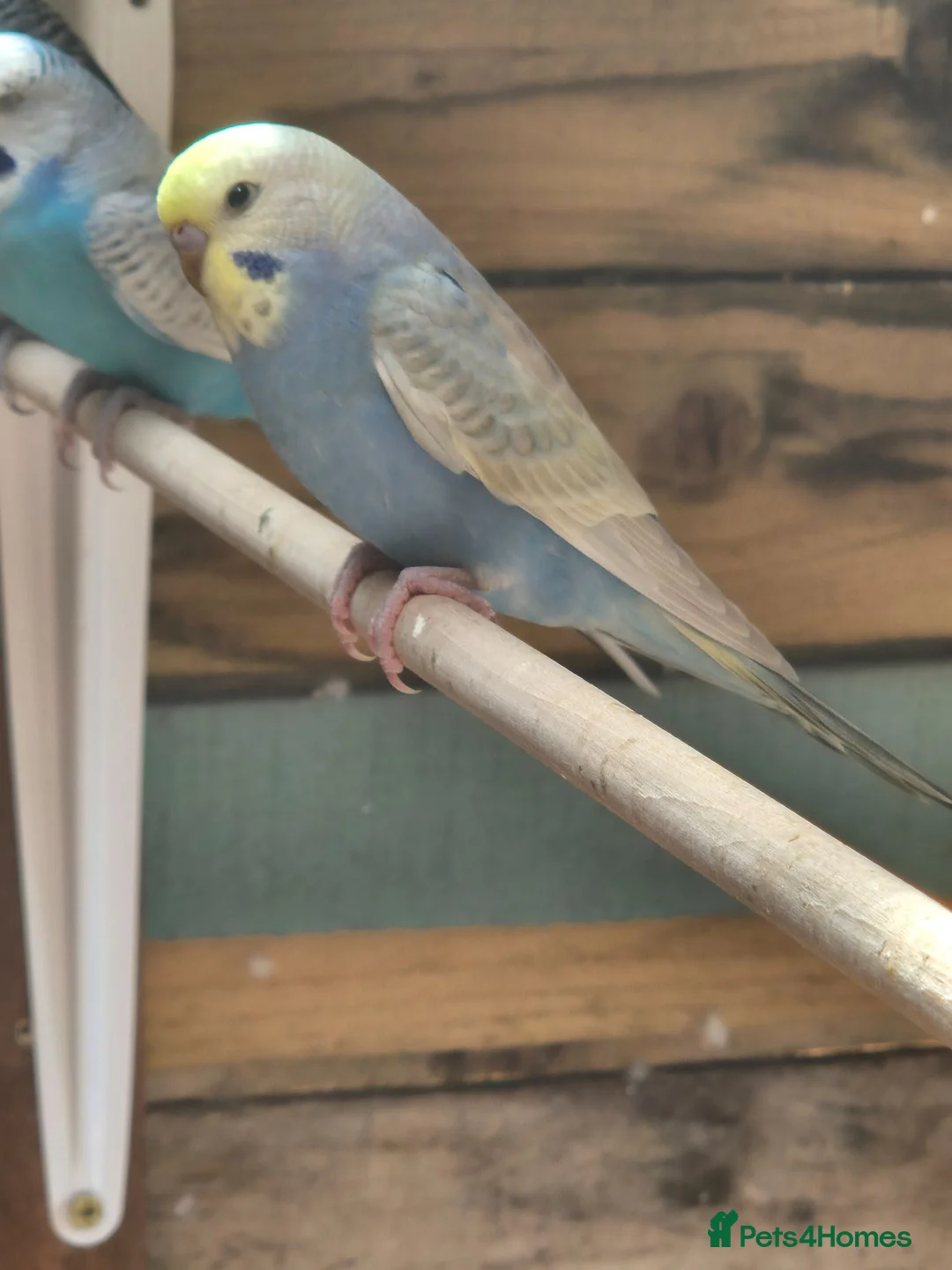 Budgerigars birds for sale: Beautiful spangle mutation baby budgie - Advert 1
