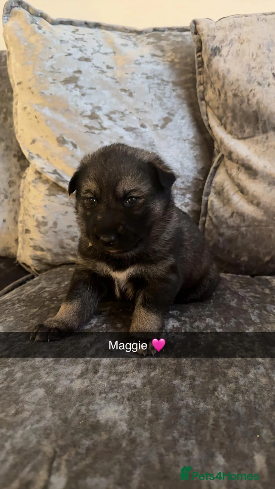 Shepsky dogs for sale: Shepsky puppies  - Advert 13