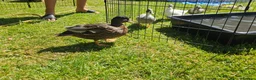 Ducks poultry for sale: Call duckling for sale  - Advert 6
