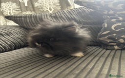 Lionhead rabbits for sale: 4 lionhead x Netherland dwarf mix breeds - Image 9