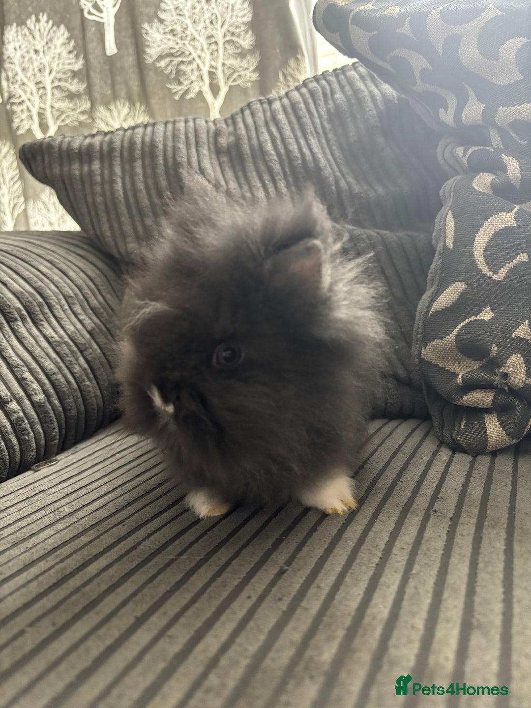 Lionhead rabbits for sale: 4 lionhead x Netherland dwarf mix breeds - Image 9