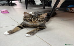 Mixed Breed cats for sale: Sadly having to rehome - Image 1