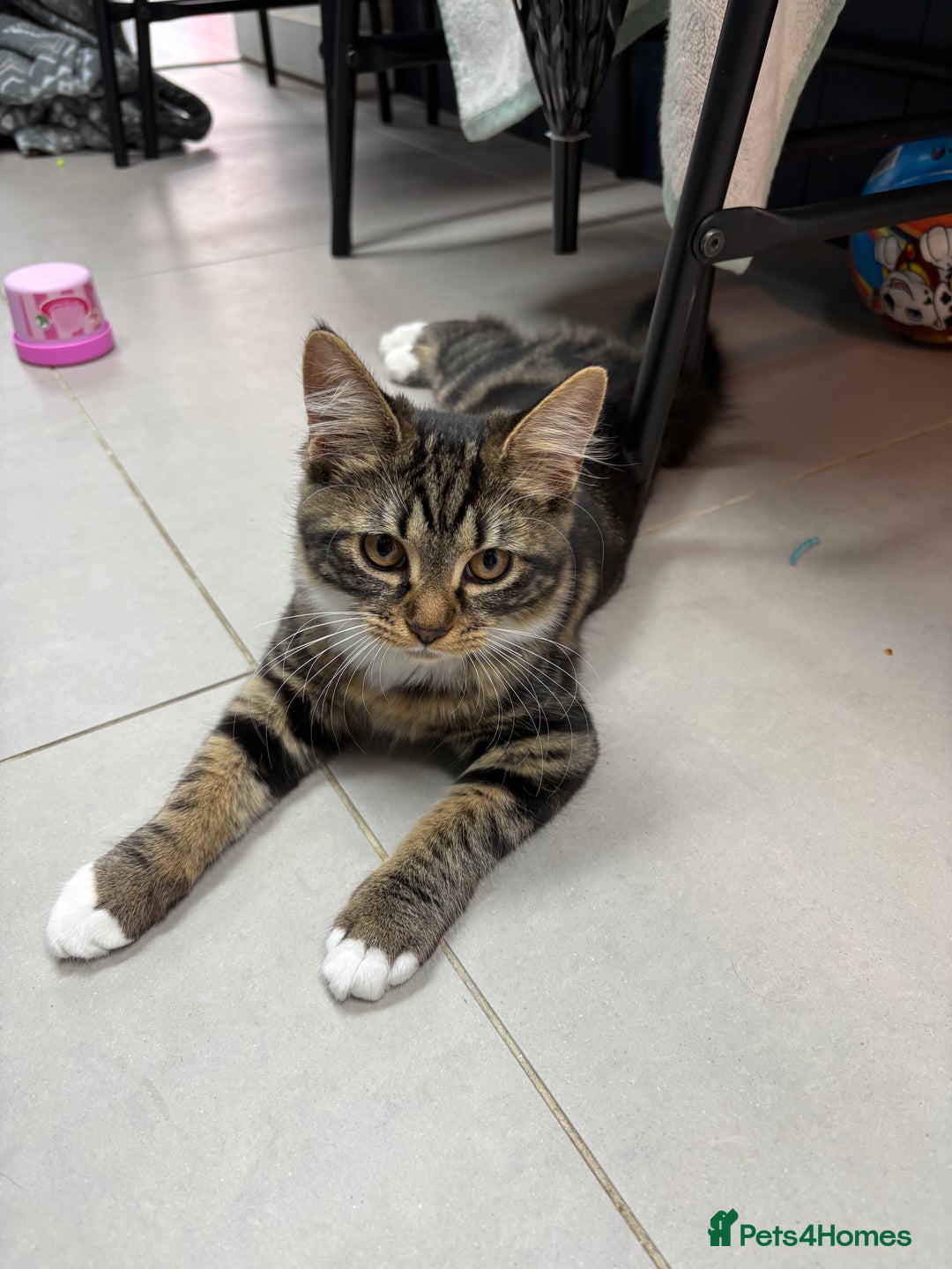 Mixed Breed cats for sale: Sadly having to rehome - Image 1