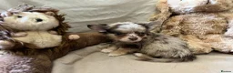 Chihuahua dogs for sale: Chihuahua puppies with blue and green eyes 2 m & 2 - Advert 3