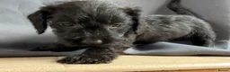 Jackshund dogs for sale: Wire haired dashchund x Jack Russell puppies ❤️  - Advert 4