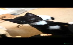 Domestic Shorthair cats for sale: Gorgeous boy and girl kittens  - Image 13