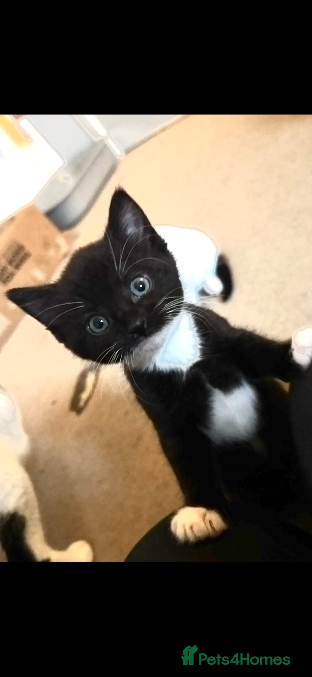 Domestic Shorthair cats for sale: Gorgeous boy and girl kittens  - Image 13
