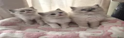 Ragdoll cats for sale: Beautiful Ragdoll kittens - Advert 17