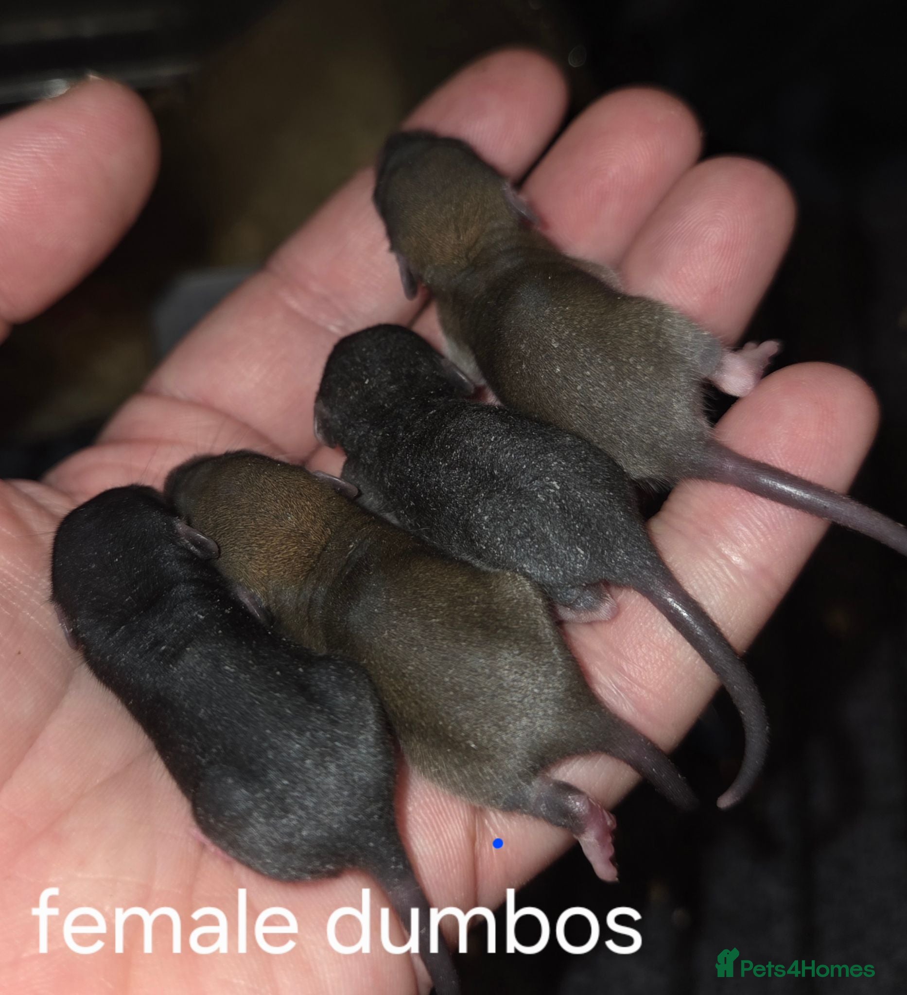 Rat rodents Dumbos and fancy rats ready now.  - Advert 2