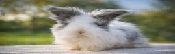 Angora rabbits for sale: English Angora Babies - Advert 10