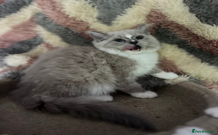 Ragdoll cats - Advert 10