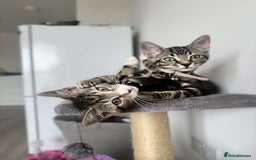 Bengal cats for sale: 5 month old kittens - Advert 2