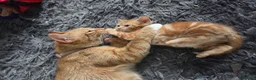 Domestic Shorthair cats for sale: Beautiful Girl ginger  - Advert 2
