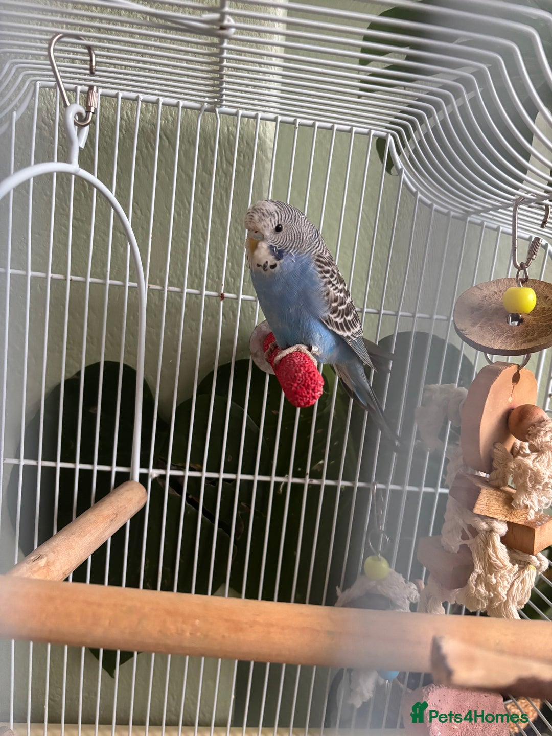 Budgerigars birds for sale: Semi tame budgie with cage - Advert 3