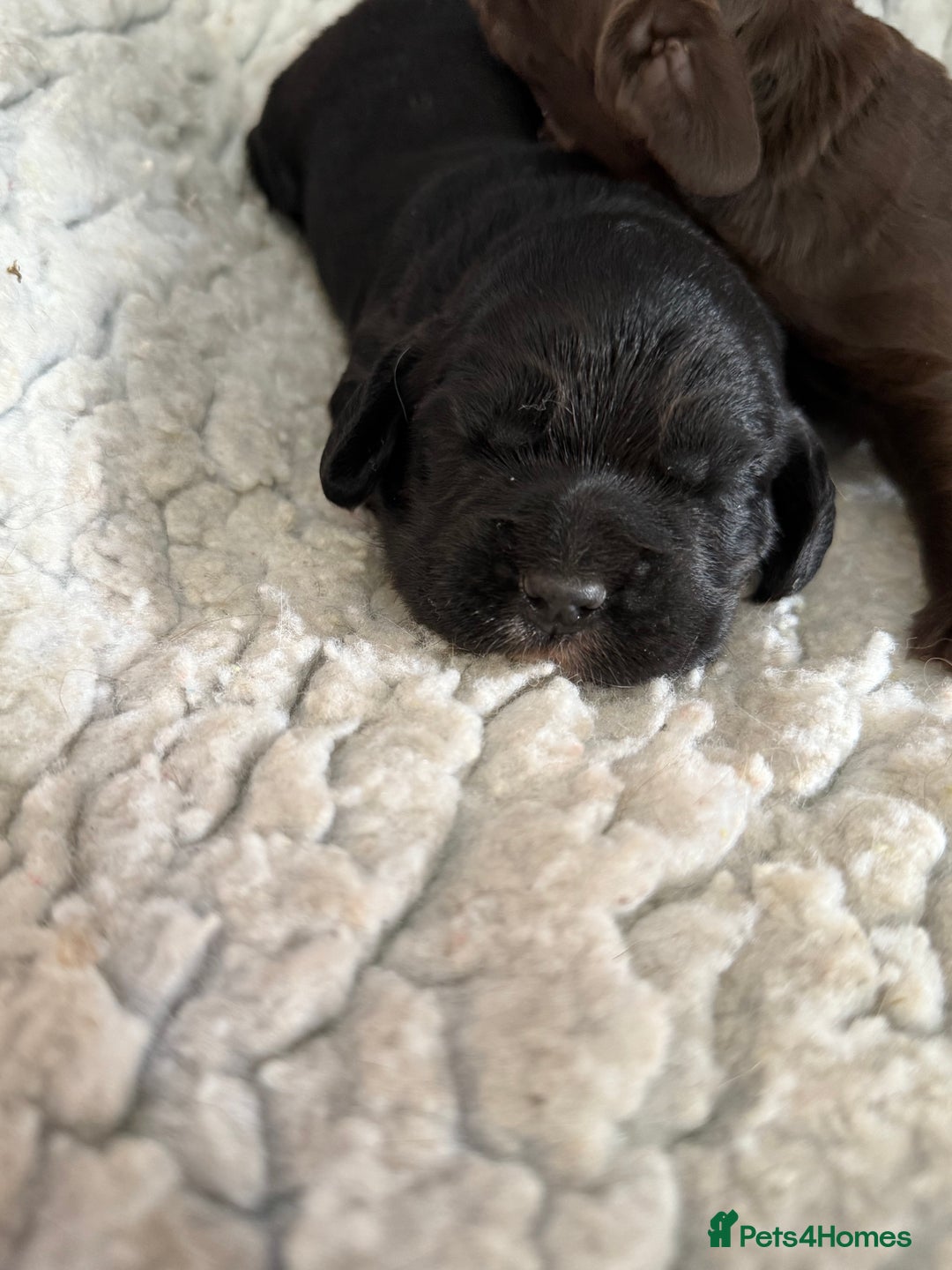 Cocker Spaniel dogs for sale: KC health tested cocker spaniel puppies  - Image 4