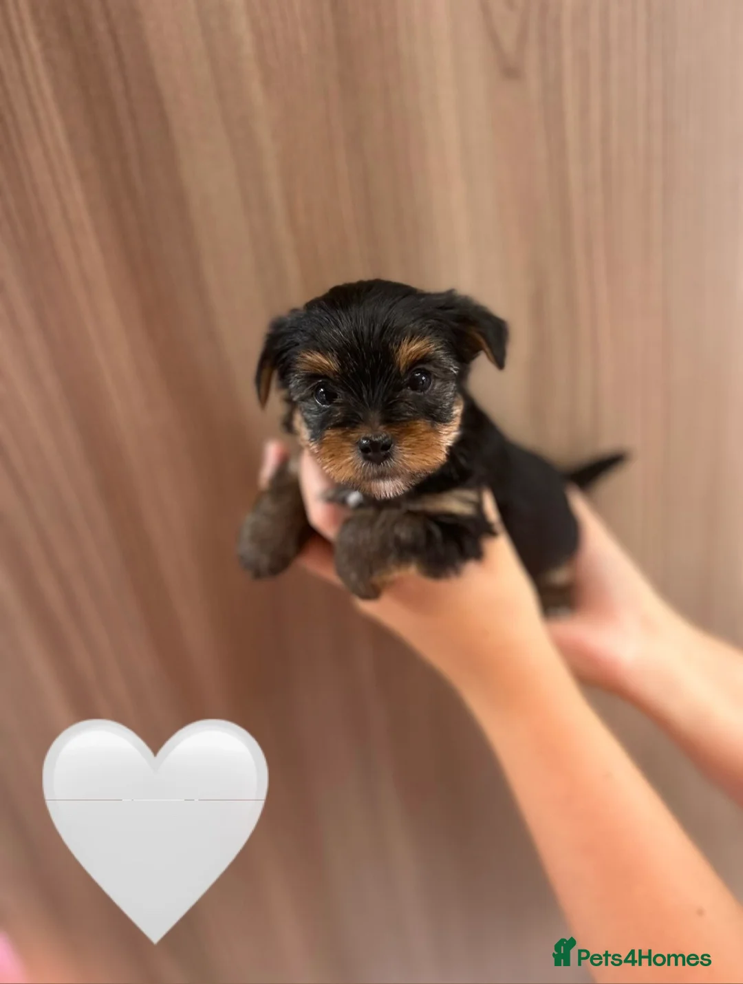Yorkshire Terrier dogs for sale: KC registered pedigree Yorkshire Terrier - Advert 2