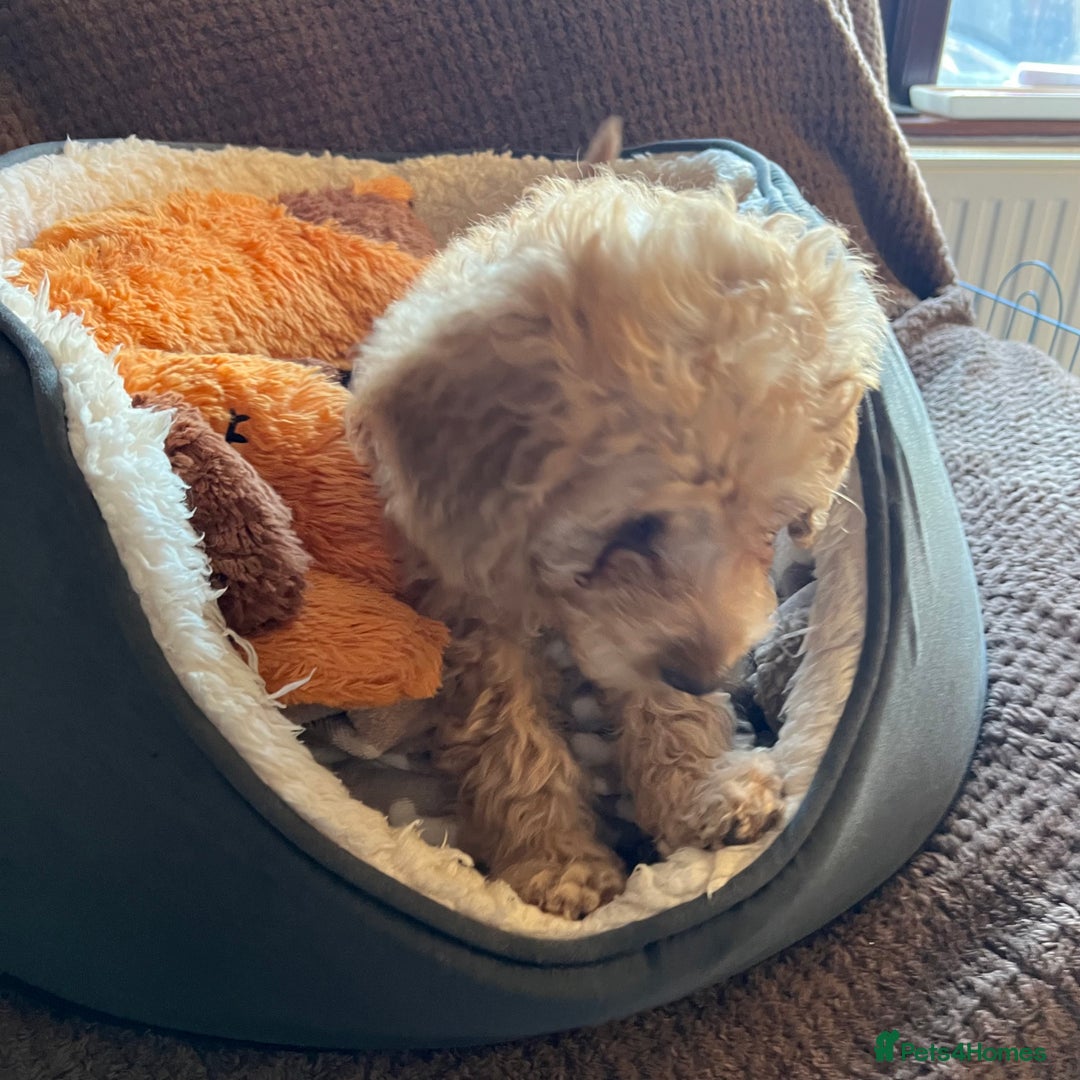 Mixed Breed dogs for sale: F1b Australian Labradoodle  - Advert 8