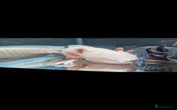 Axolotl reptiles for sale: Axolotl x2 - Image 3