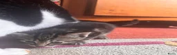 Mixed Breed cats for sale: 5 beautiful kittens  - Advert 13