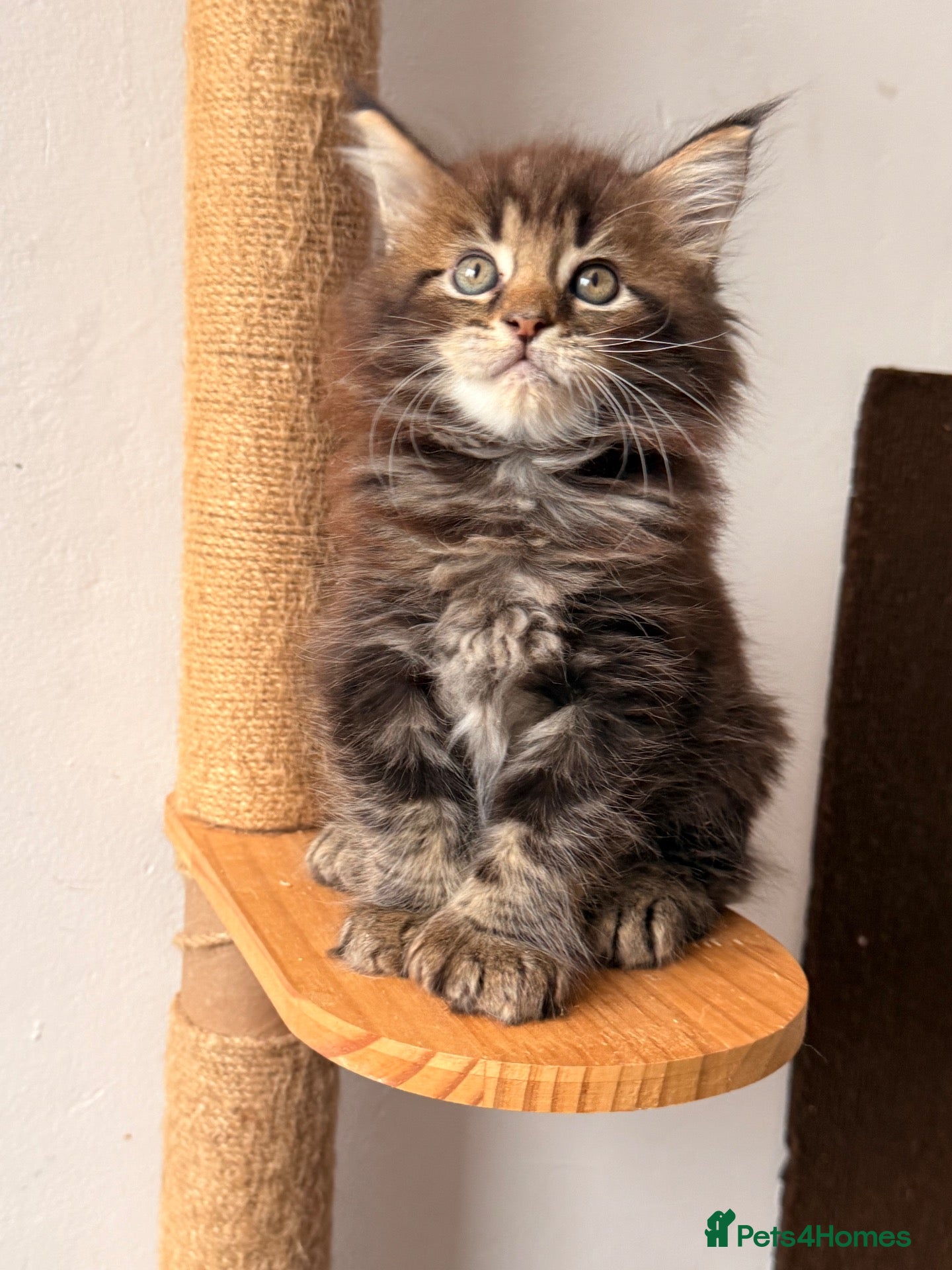 Maine Coon cats 🐾 FIVE MAINE COON (TWO POLYDACTYL)  - Advert 2