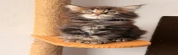 Maine Coon cats for sale: 🐾 FIVE MAINE COON (TWO POLYDACTYL)  - Advert 1