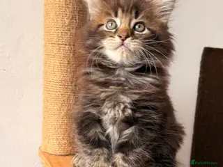 Maine Coon cats 🐾 FIVE MAINE COON (TWO POLYDACTYL) - Advert 1