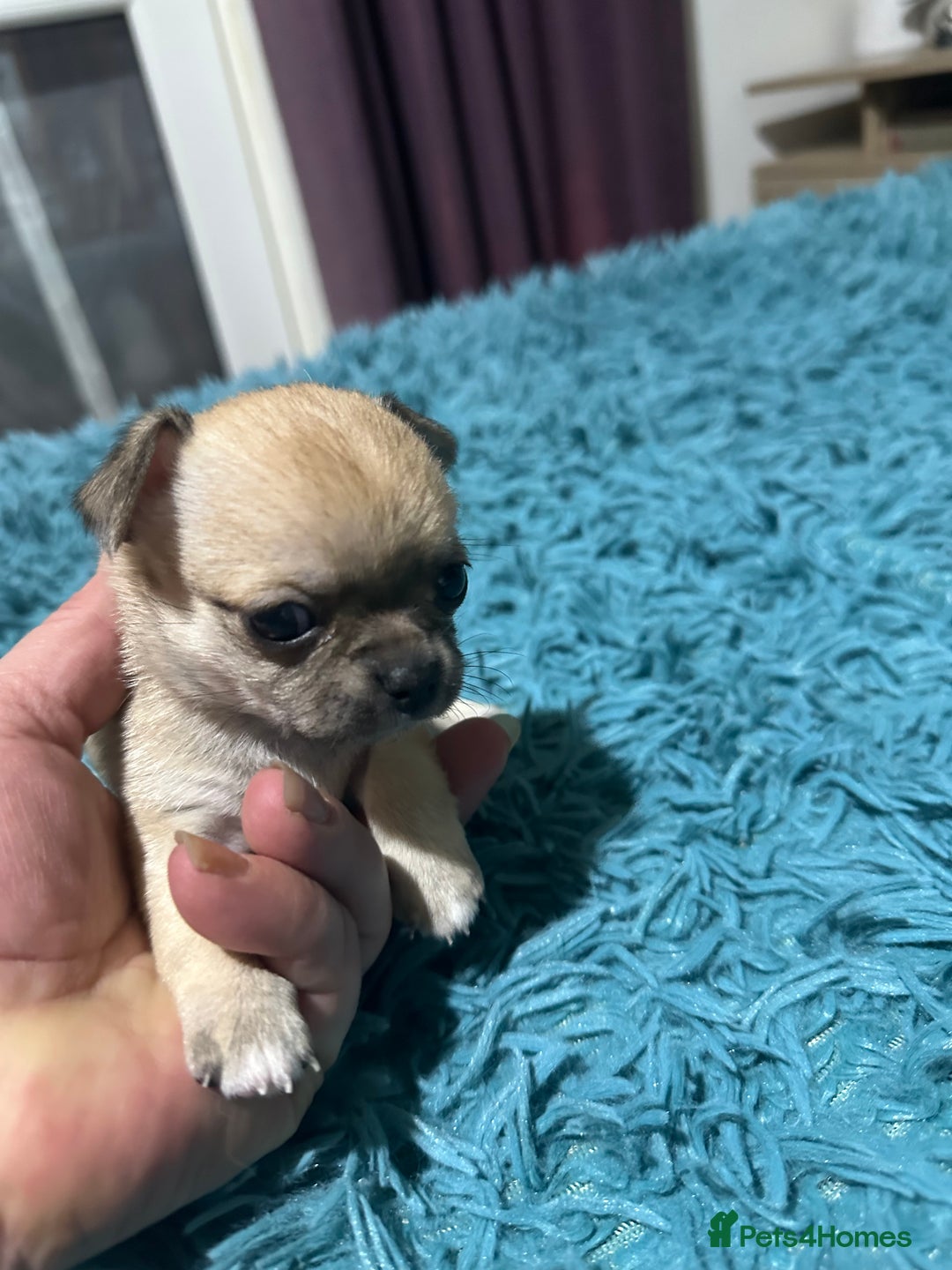 Chihuahua dogs for sale: Beautiful Chihuahua puppies. Two girls left  - Advert 18