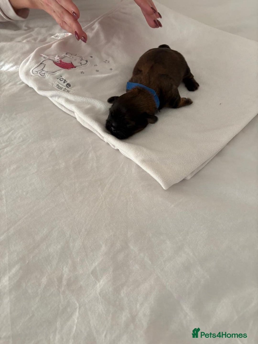 Shih Tzu dogs for sale: KC registered pure breed imperial shihtzu puppies  - Advert 28