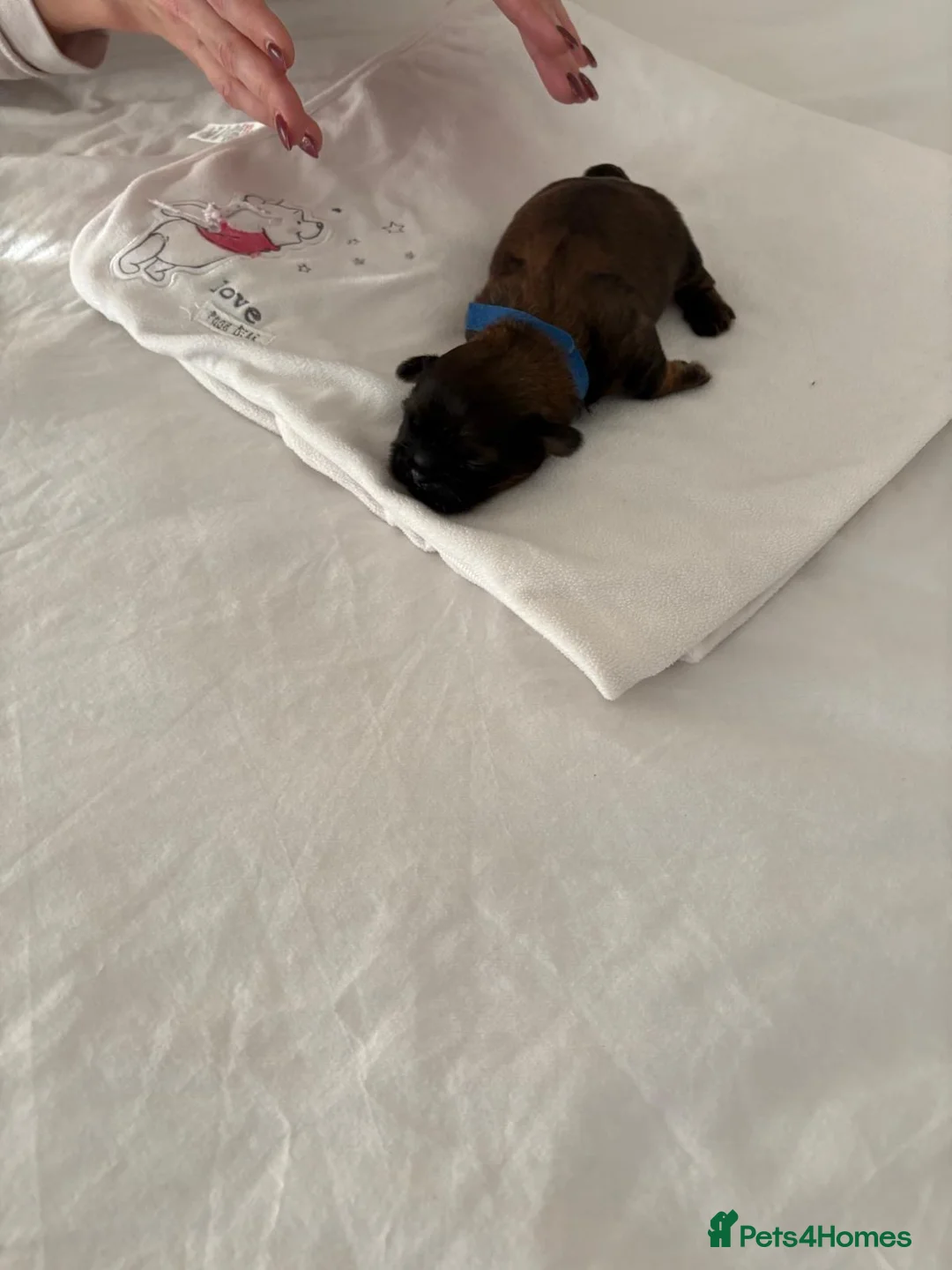 Shih Tzu dogs for sale: READY TO LEAVE GORGEOUS KC girl left - Advert 9