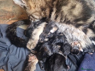 British Shorthair cats Litter of kittens - Advert 2