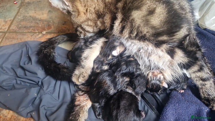 British Shorthair cats Litter of kittens - Advert 2