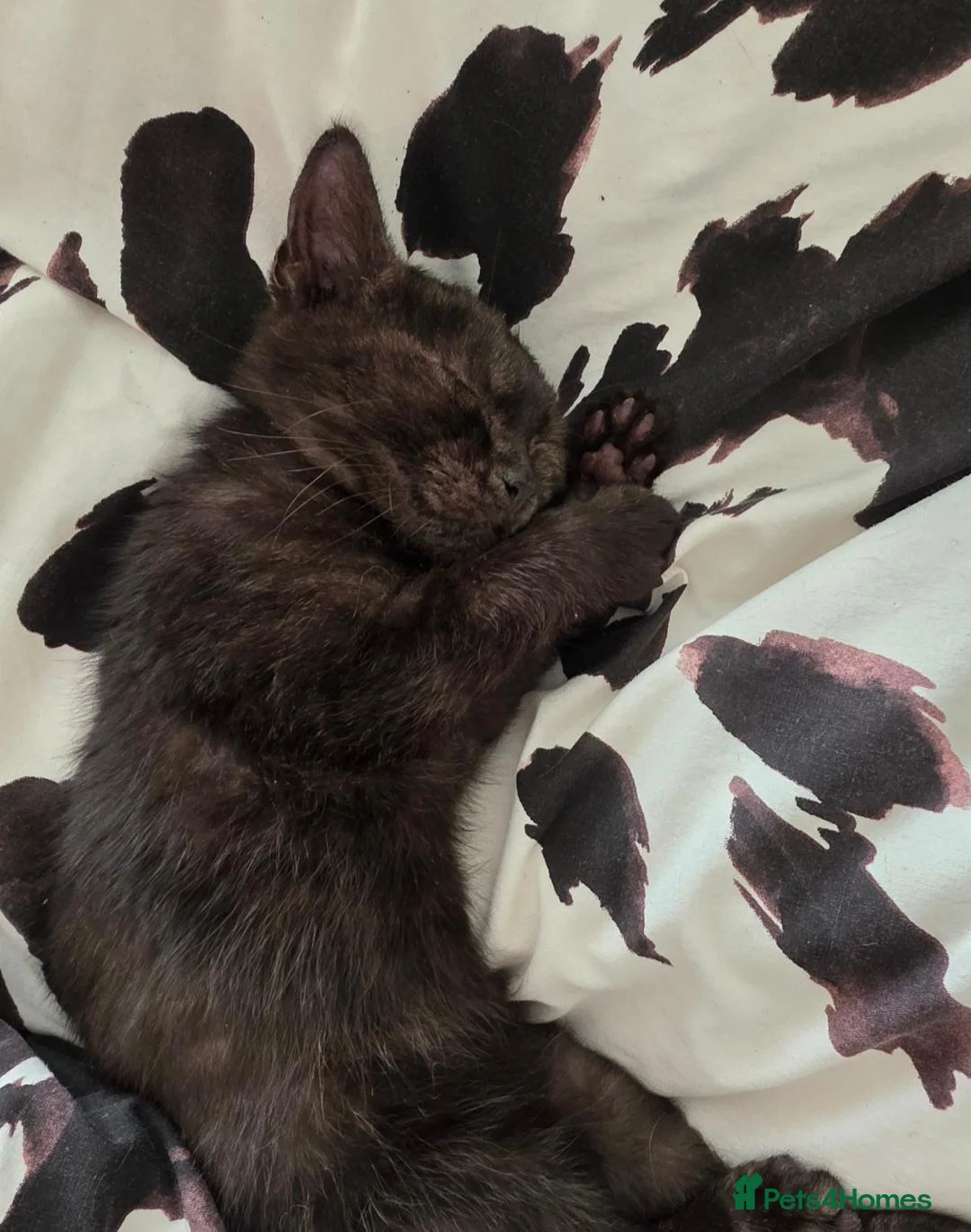 Mixed Breed cats for sale: Gorgeous kitten - Advert 2