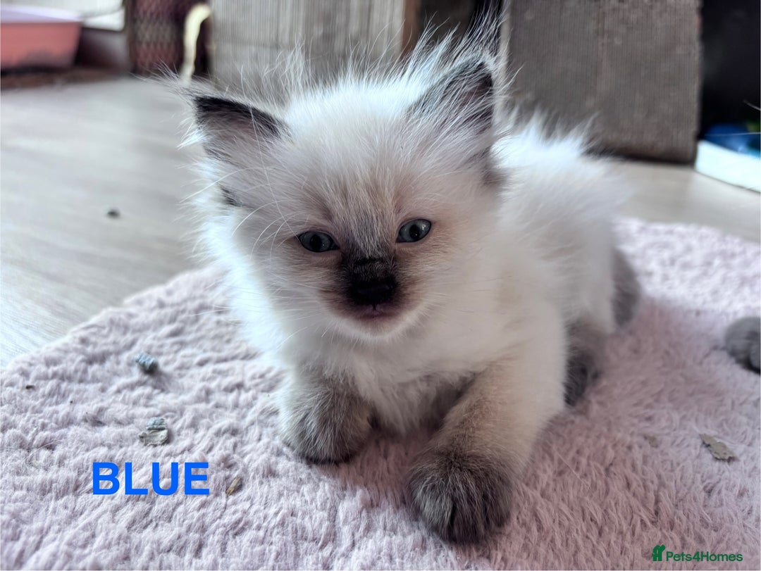 Ragdoll cats for sale: 🥰 Beautiful Radoll Kittens 😍 - Image 14