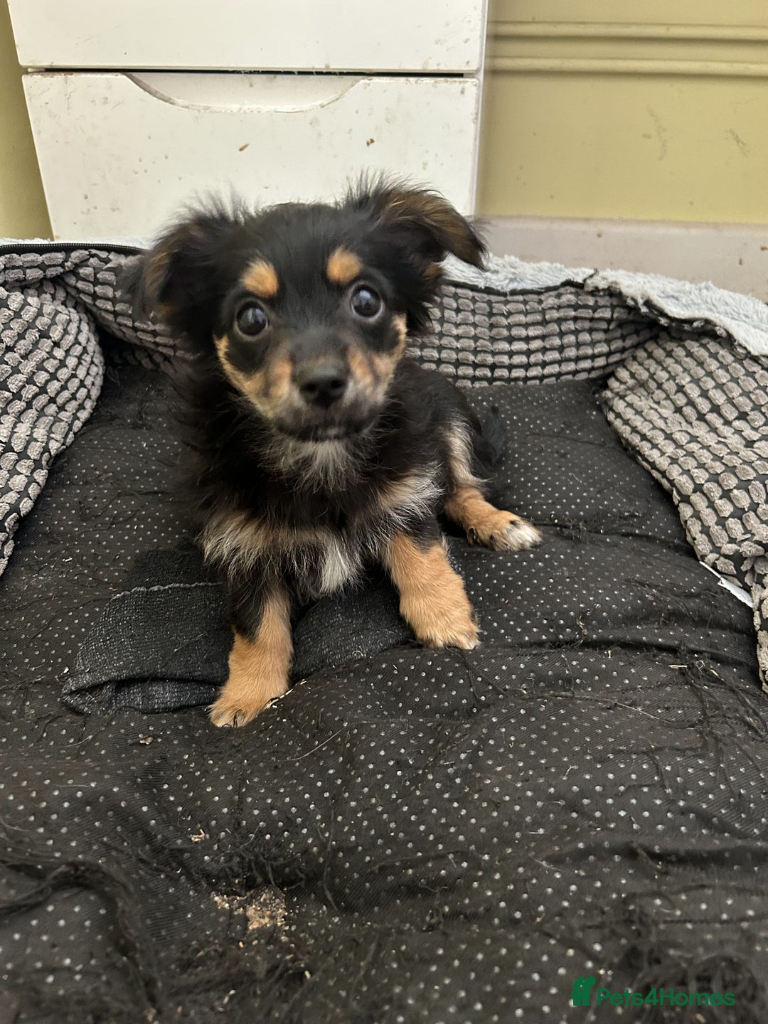 Chorkie dogs for sale: Chorkies - Image 4
