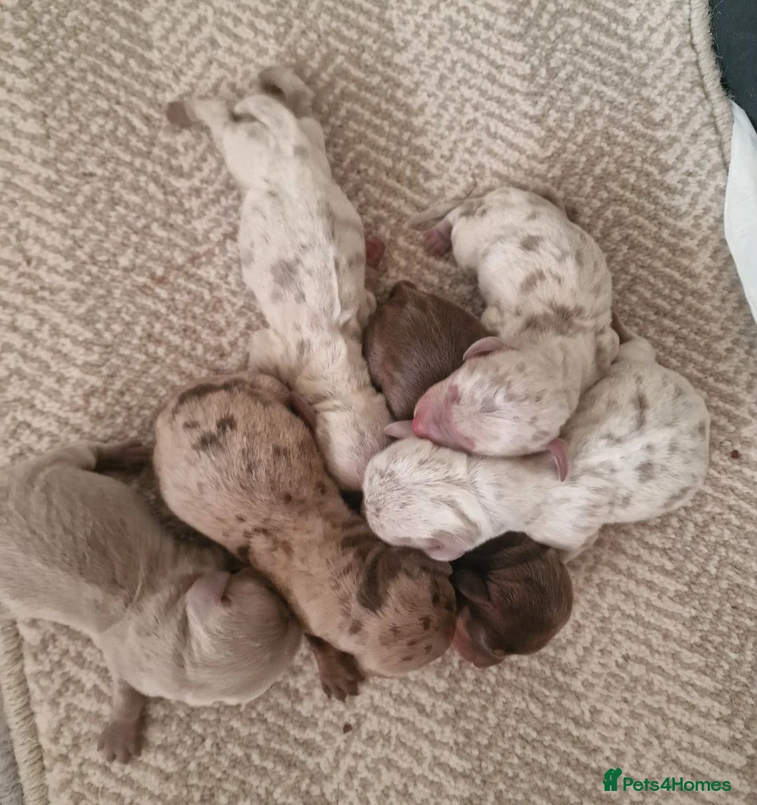 Miniature Dachshund dogs for sale: Beautiful daschund babys ❤️❤️ - Advert 2