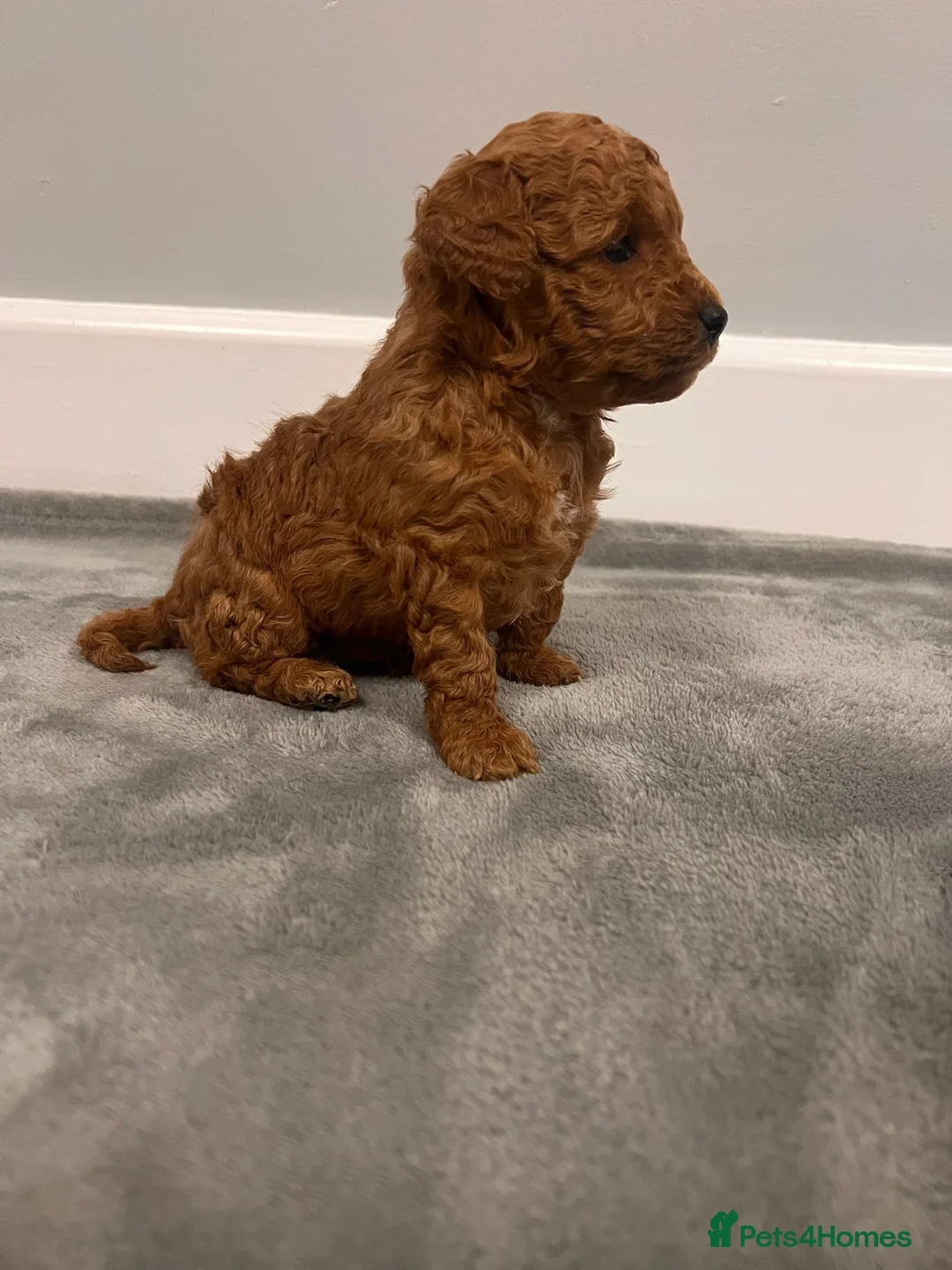 Mixed Breed dogs for sale: 🐩Asian Line Poodles-Fox Red, Apricot 🐩  - Advert 24