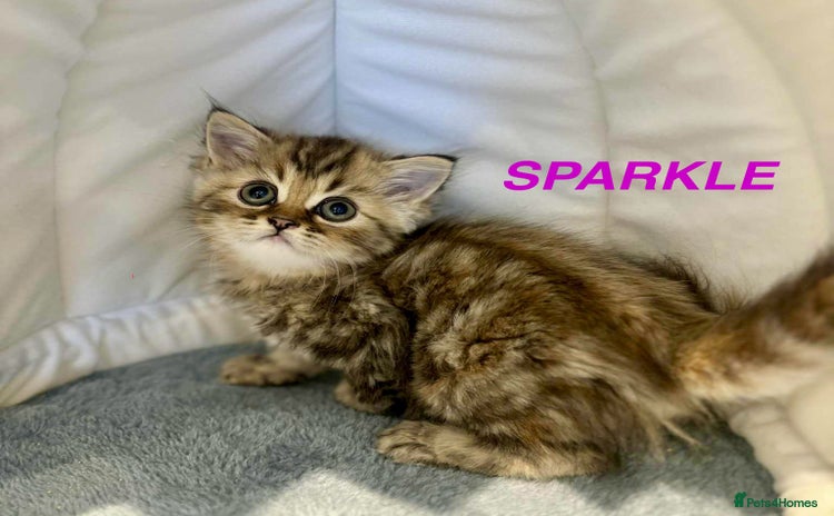 Persian cats - Advert 2