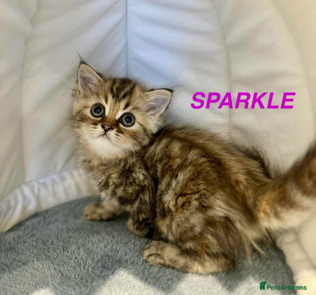 Persian cats for sale: **LAST ONE** Stunning pure Persian Kittens PKD Neg - Image 1