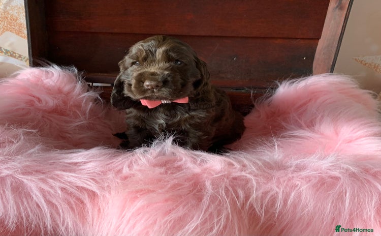 Cocker Spaniel dogs - Advert 12