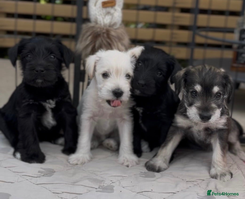 Miniature Schnauzer dogs KC Registered Pedigree Miniature Schnauzer Pups x4 - Advert 10