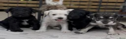 Miniature Schnauzer dogs for sale: KC Pedigree Miniature Schnauzer Pups *READY TO GO* - Advert 14
