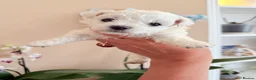 Bichon Frise dogs for sale: 🐶 Gorgeous Pedigree Bichon Frise - Advert 15