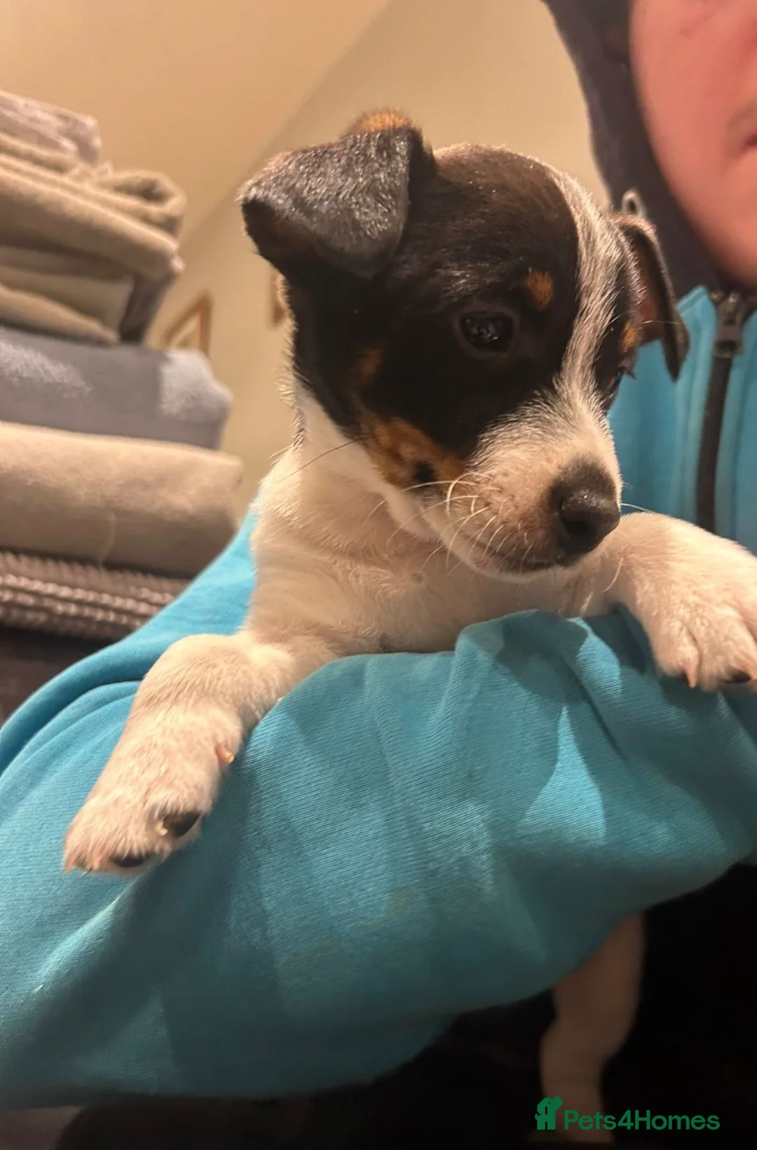 Jack Russell dogs for sale: Miniature Jack Russel puppies for sale  - Advert 1