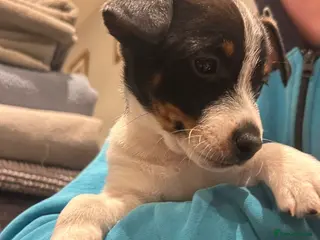 Jack Russell dogs Miniature Jack Russel puppies for sale - Advert 1