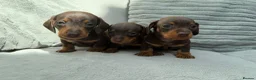 Miniature Dachshund dogs for sale: Gorgeous KC registered Miniature Dachshunds   - Advert 3