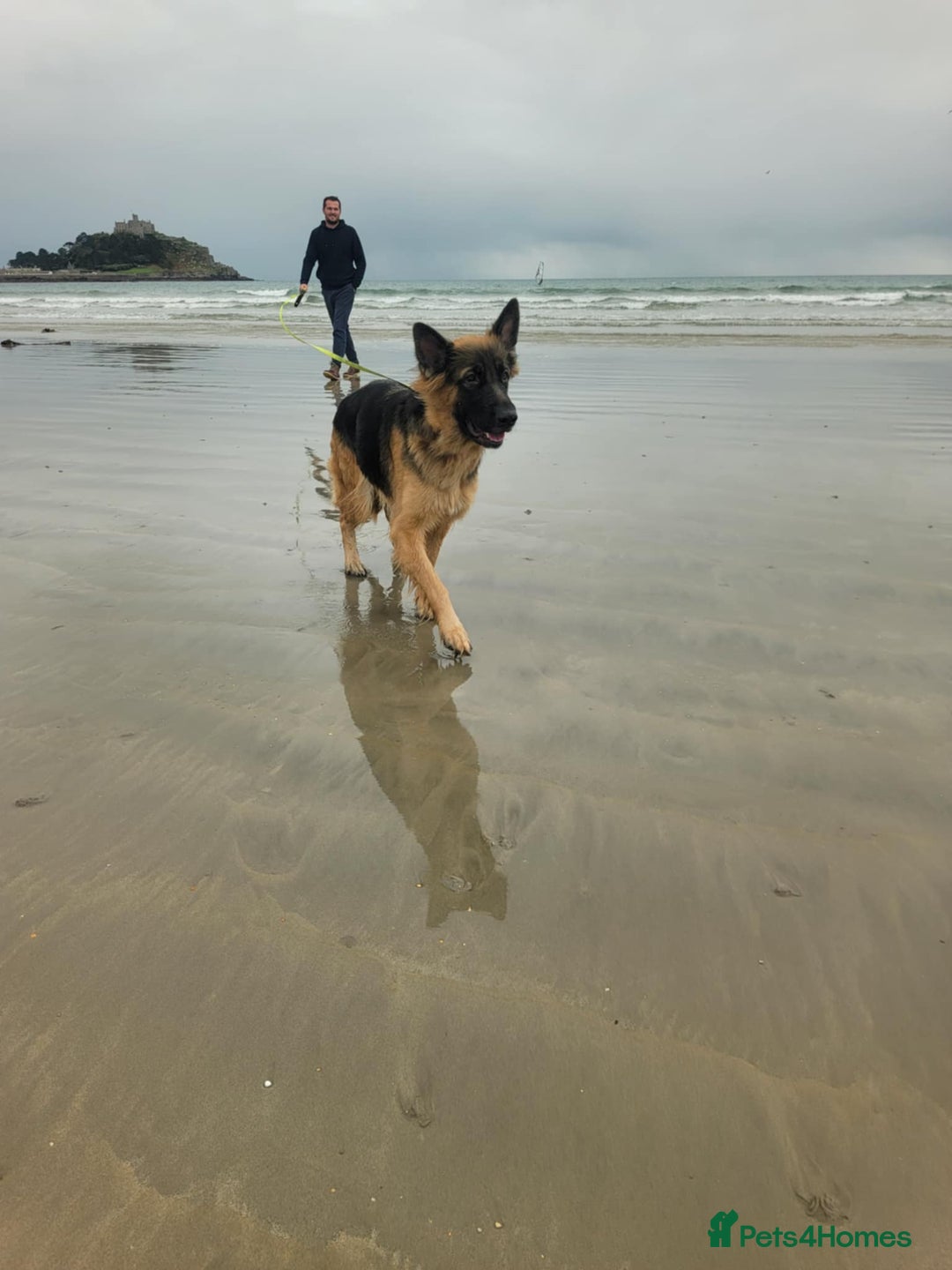 Shepsky dogs for sale: Shepsky Puppies - Advert 3