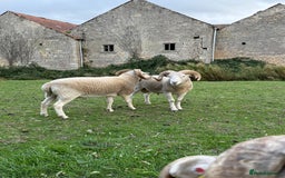 Sheep livestock for sale: Wiltshire Horned Rams  - Image 3