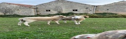 Sheep livestock for sale: Wiltshire Horned Rams  - Advert 3