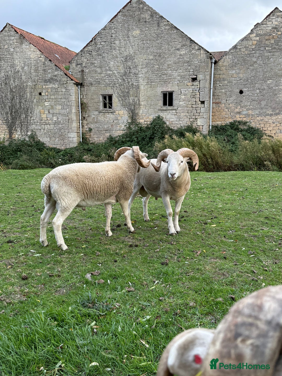 Sheep livestock for sale: Wiltshire Horned Rams  - Image 3
